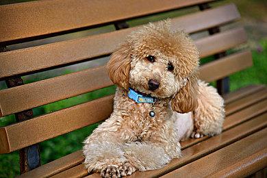 深圳STE获得《和平精英》 2021 S4总决赛冠军 将出征全球总决赛